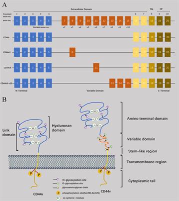 CD44: a cancer stem cell marker and therapeutic target in leukemia treatment